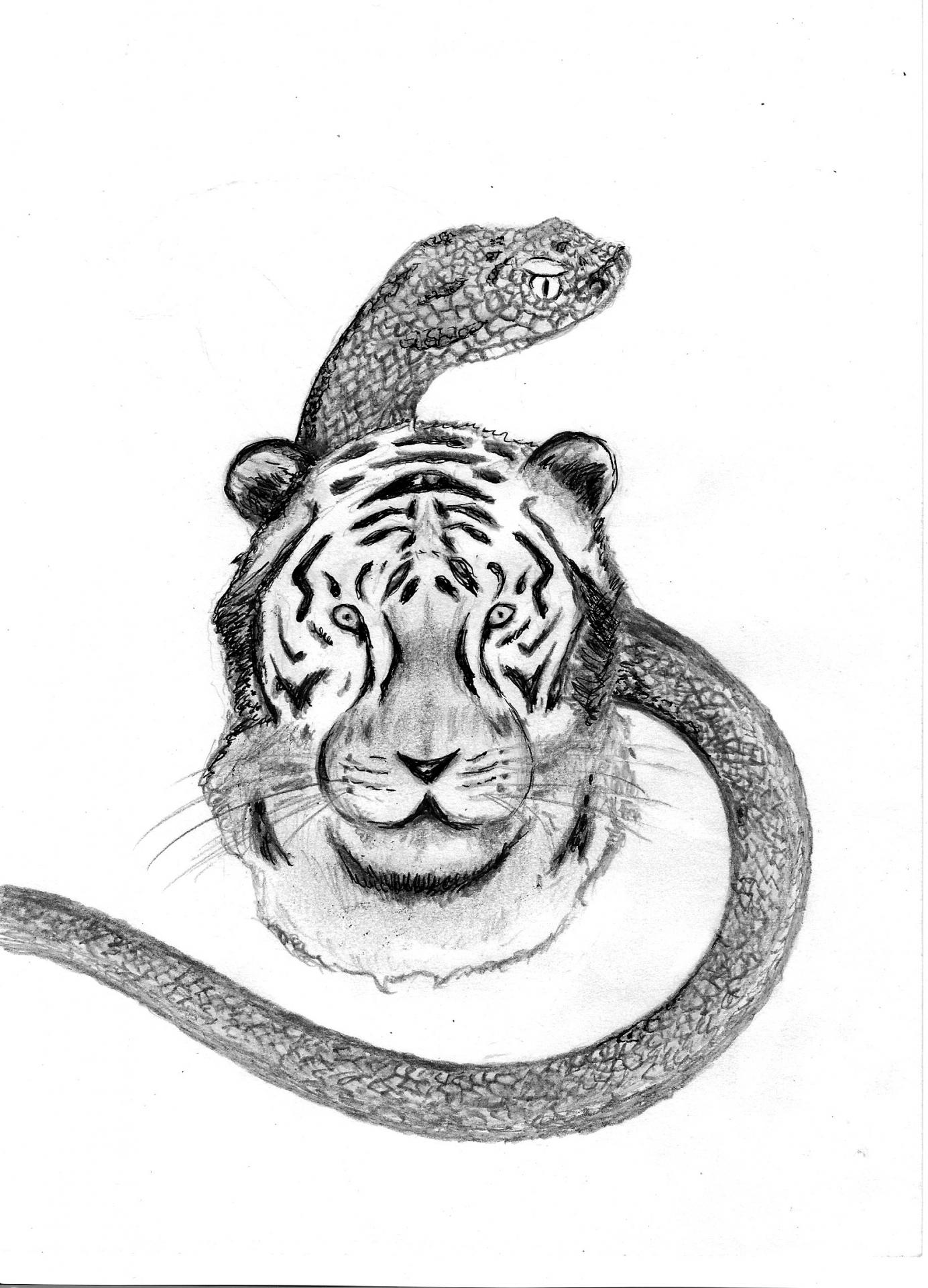 Tigre et serpent